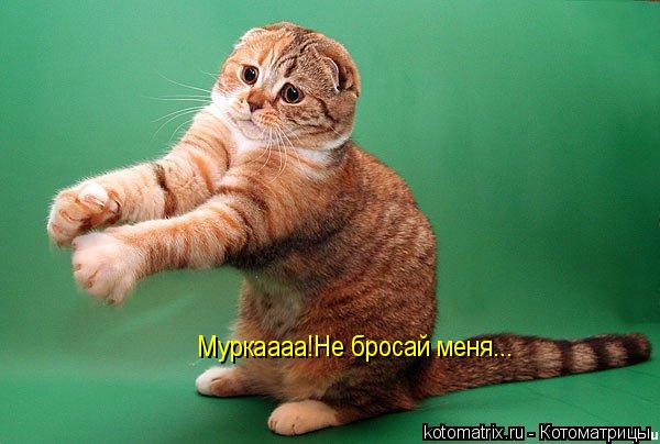 Котоматрица: Муркаааа!Не бросай меня...