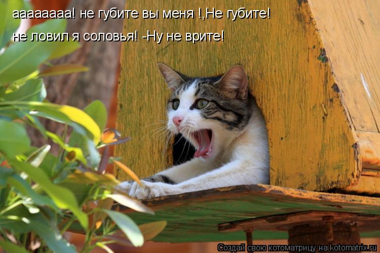 Котоматрица: аааааааа! не губите вы меня !,Не губите! не ловил я соловья! -Ну не врите!