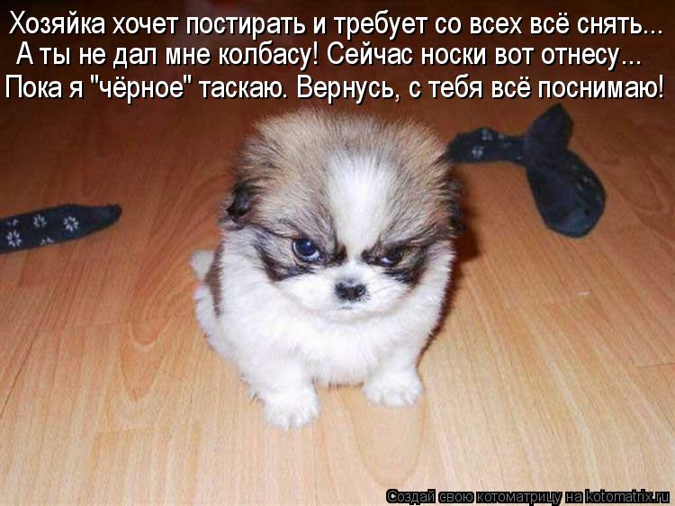 Хозяйка хочет постирать и требует со всех всё снять... Пока я "чёрное" таскаю. Вернусь, с тебя всё по... Котоматрица: Хозяйка хочет постирать и требует со всех всё снять... Пока я "чёрное" таскаю. Вернусь, с тебя всё поснимаю! А ты не дал мне колбасу! Сейчас нос