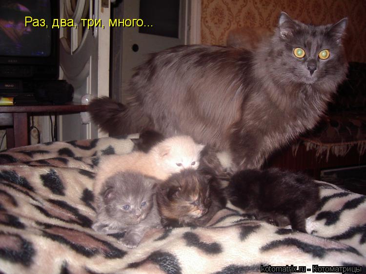 Котоматрица: Раз, два, три, много...