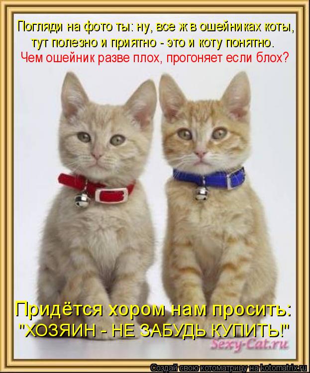 Котоматрица: Погляди на фото ты: ну, все ж в ошейниках коты, Чем ошейник разве плох, прогоняет если блох? Придётся хором нам просить: "ХОЗЯИН - НЕ ЗАБУДЬ КУП