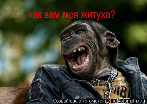 Котоматрица: как вам моя житуха?