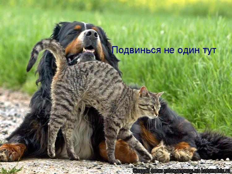 Котоматрица: Подвинься не один тут