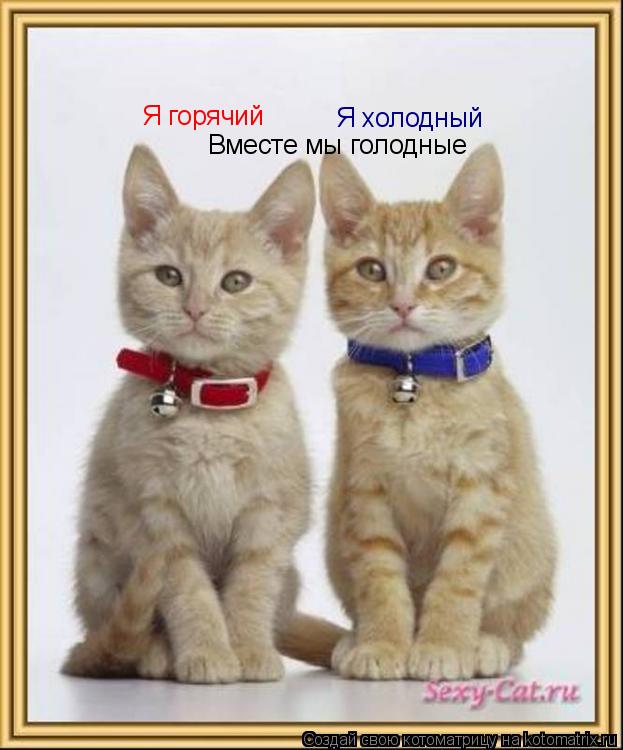 Котоматрица: Я горячий                                            Я холодный                                              Вместе мы голодные