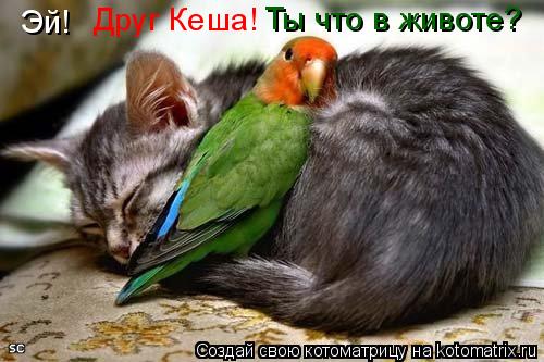 Котоматрица: Эй!  Друг Кеша! Ты что в животе?