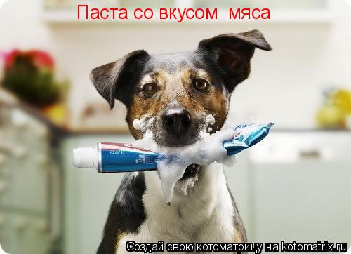 Котоматрица: Паста со вкусом  мяса