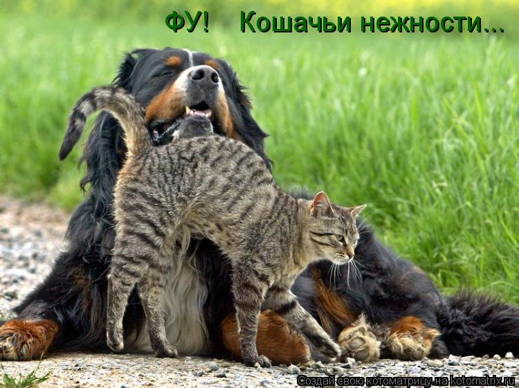 Котоматрица: ФУ!    Кошачьи нежности...