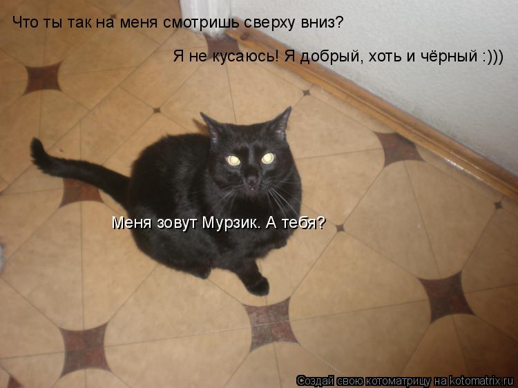 Котоматрица: Что ты так на меня смотришь сверху вниз? Я не кусаюсь! Я добрый, хоть и чёрный :))) Меня зовут Мурзик. А тебя?