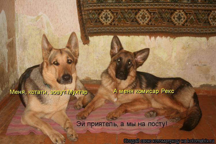 Котоматрица: Эй приятель, а мы на посту! Меня, кстати, зовут Мухтар А меня комисар Рекс