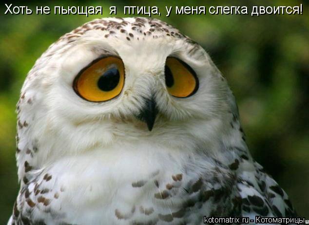 Котоматрица: Хоть не пьющая  я  птица, у меня слегка двоится!