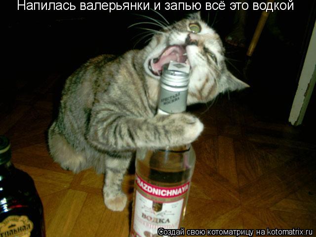 Котоматрица: Напилась валерьянки и запью всё это водкой