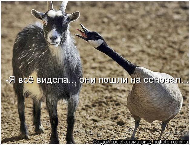 Котоматрица: -Я всё видела... они пошли на сеновал...