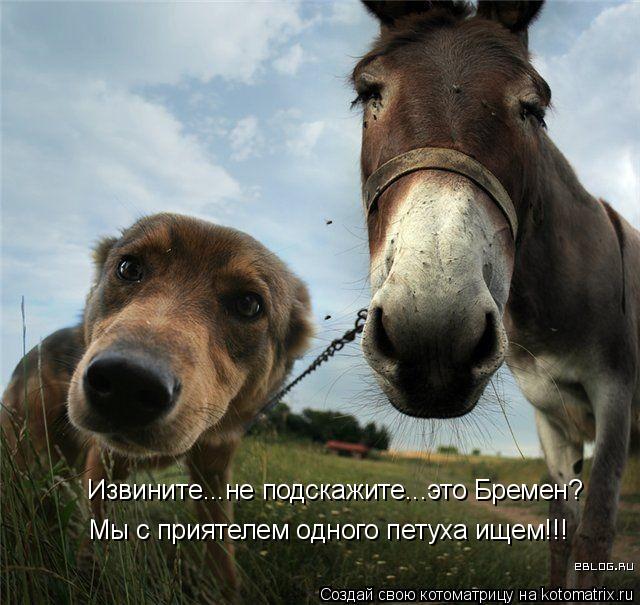 Извините...не подскажите...это Бремен? Мы с приятелем одного петуха ищем!!!... Котоматрица: Извините...не подскажите...это Бремен? Мы с приятелем одного петуха ищем!!!
