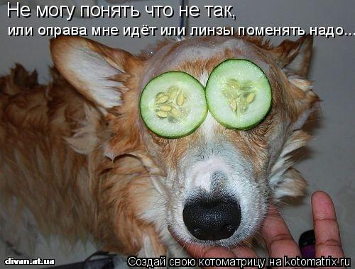 Не могу понять что не так, или оправа мне идёт или линзы поменять надо...... Котоматрица: Не могу понять что не так, или оправа мне идёт или линзы поменять надо...