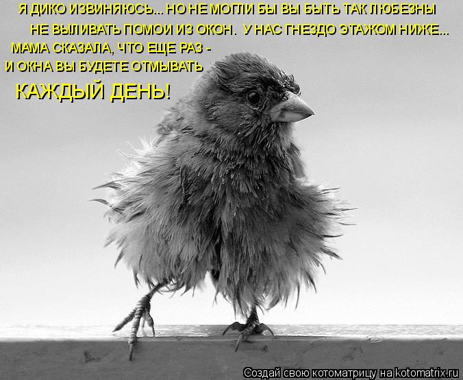 Котоматрица: Я ДИКО ИЗВИНЯЮСЬ... НО НЕ МОГЛИ БЫ ВЫ БЫТЬ ТАК ЛЮБЕЗНЫ НЕ ВЫЛИВАТЬ ПОМОИ ИЗ ОКОН.  У НАС ГНЕЗДО ЭТАЖОМ НИЖЕ... МАМА СКАЗАЛА, ЧТО ЕЩЕ РАЗ - И ОКНА В