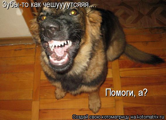 Зубы-то как чешуууутсяяя.... Помоги, а?... Котоматрица: Зубы-то как чешуууутсяяя.... Помоги, а?