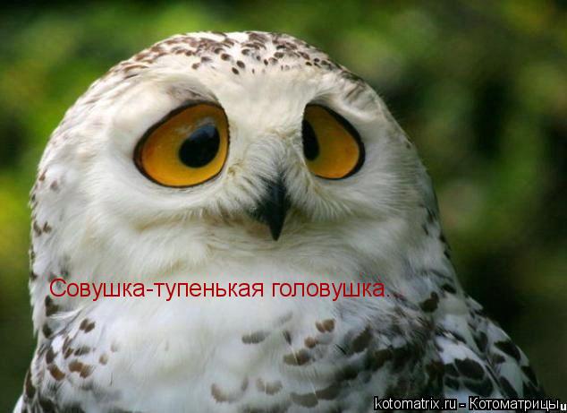 Совушка-тупенькая головушка...... Котоматрица: Совушка-тупенькая головушка...
