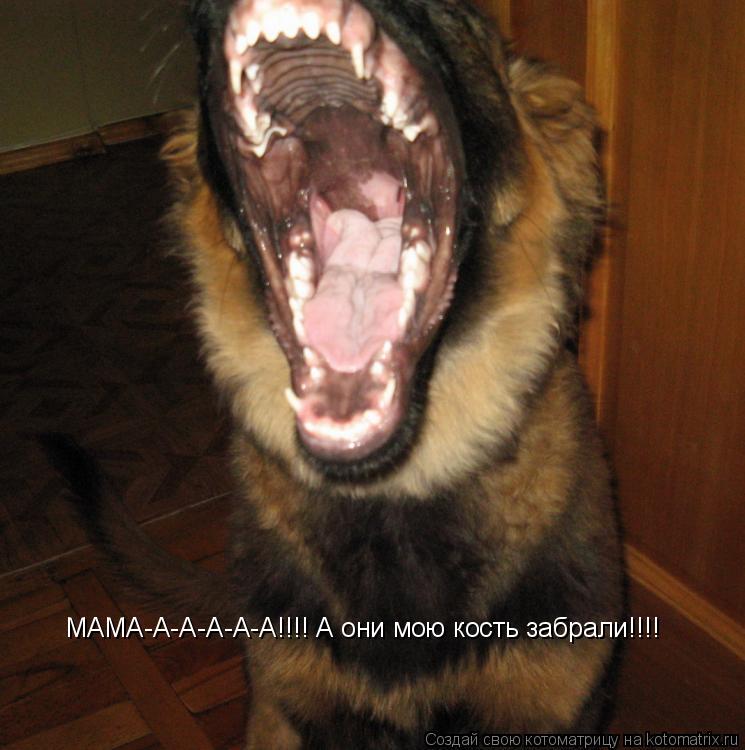 МАМА-А-А-А-А-А!!!! А они мою кость забрали!!!!... Котоматрица: МАМА-А-А-А-А-А!!!! А они мою кость забрали!!!!