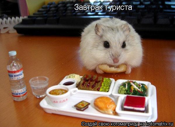 Завтрак туриста... Котоматрица: Завтрак туриста