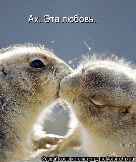 Ах..Эта любовь..... Котоматрица: Ах..Эта любовь..
