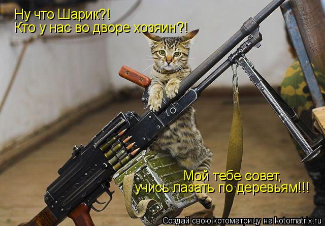Ну что Шарик?! Кто у нас во дворе хозяин?! Мой тебе совет, учись лазать по деревьям!!!... Котоматрица: Ну что Шарик?! Кто у нас во дворе хозяин?! Мой тебе совет, учись лазать по деревьям!!!