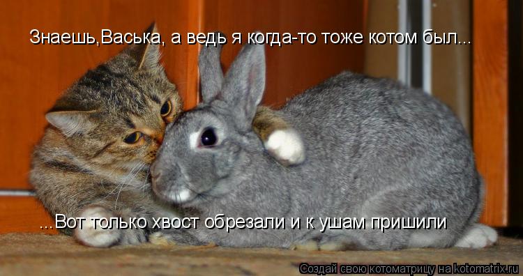 Знаешь,Васька, а ведь я когда-то тоже котом был... ...Вот только хвост обрезали и к ушам пришили... Котоматрица: Знаешь,Васька, а ведь я когда-то тоже котом был... ...Вот только хвост обрезали и к ушам пришили