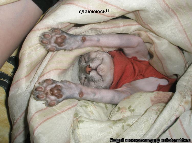 Котоматрица: сдаюююсь!!!!