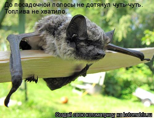 Котоматрица: До посадочной полосы не дотянул чуть-чуть. Топлива не хватило.