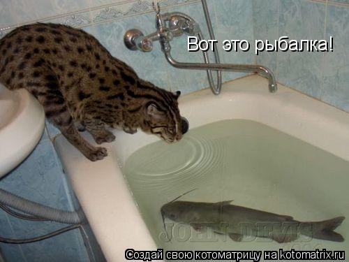 Котоматрица: Вот это рыбалка!