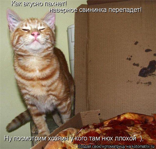 Котоматрица: Как вкусно пахнет! наверное свининка перепадет! Ну посмотрим хозяин у кого там нюх плохой :),