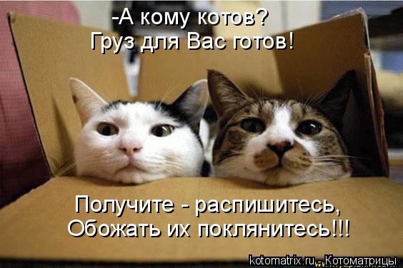 -А кому котов? Груз для Вас готов! Получите - распишитесь, Обожать их поклянитесь!!!... Котоматрица: -А кому котов? Груз для Вас готов! Получите - распишитесь, Обожать их поклянитесь!!!