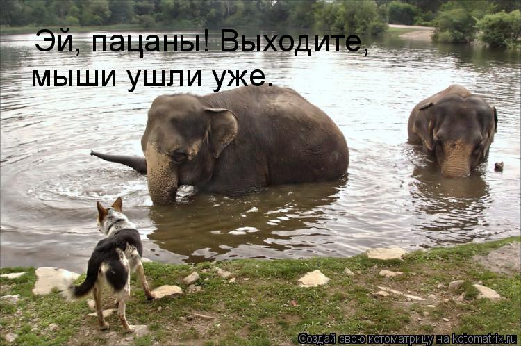 Эй, пацаны! Выходите, мыши ушли уже.... Котоматрица: Эй, пацаны! Выходите, мыши ушли уже.