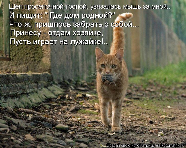 Шел проселочной тропой, увязалась мышь за мной... И пищит: " Где дом родной?" Что ж, пришлось забрать... Котоматрица: Шел проселочной тропой, увязалась мышь за мной... И пищит: " Где дом родной?" Что ж, пришлось забрать с собой... Принесу - отдам хозяйке, Пусть иг
