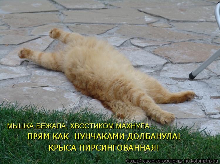 МЫШКА БЕЖАЛА, ХВОСТИКОМ МАХНУЛА... ПРЯМ КАК НУНЧАКАМИ ДОЛБАНУЛА! КРЫСА ПИРСИНГОВАННАЯ!... Котоматрица: МЫШКА БЕЖАЛА, ХВОСТИКОМ МАХНУЛА... ПРЯМ КАК НУНЧАКАМИ ДОЛБАНУЛА! КРЫСА ПИРСИНГОВАННАЯ!