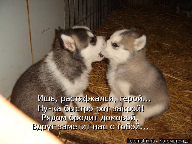Ишь, растяфкался, герой... Ну-ка быстро рот закрой! Рядом бродит домовой, Вдруг заметит нас с тобой.... Котоматрица: Ишь, растяфкался, герой... Ну-ка быстро рот закрой! Рядом бродит домовой, Вдруг заметит нас с тобой...
