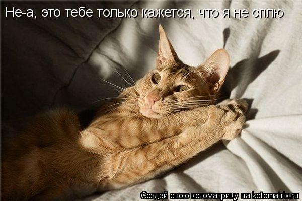 Котоматрица: Не-а, это тебе только кажется, что я не сплю