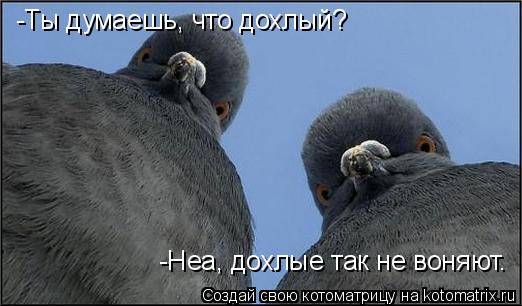 Котоматрица: -Ты думаешь, что дохлый? -Неа, дохлые так не воняют.