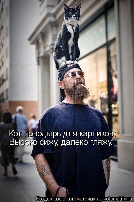 Котоматрица: Кот-поводырь для карликов: Высоко сижу, далеко гляжу.