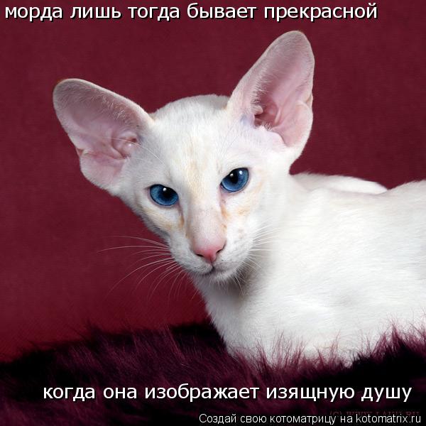 Котоматрица: морда лишь тогда бывает прекрасной когда она изображает изящную душу