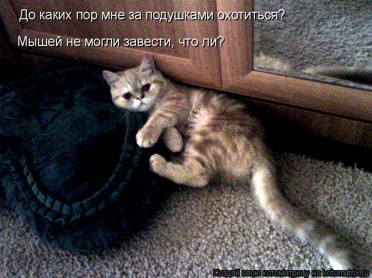 Котоматрица: До каких пор мне за подушками охотиться? До каких пор мне за подушками охотиться? Мышей не могли завести, что ли?