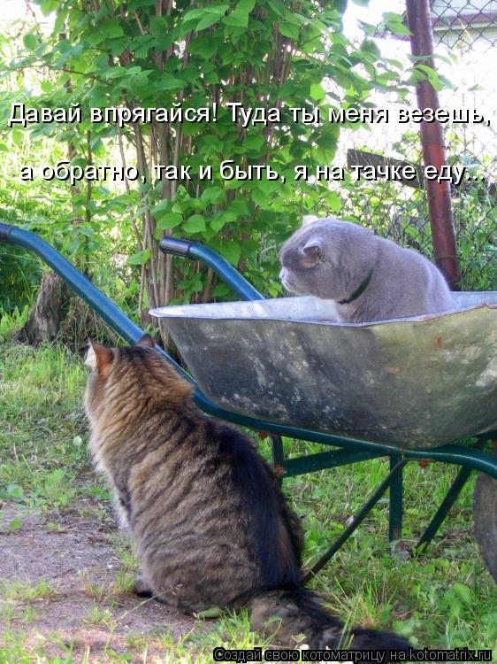 Котоматрица: Давай впрягайся! Туда ты меня везешь,  а обратно, так и быть, я на тачке еду...