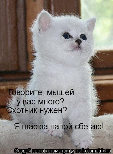 Котоматрица: Говорите, мышей  у вас много? Охотник нужен? Я щас за папой сбегаю!