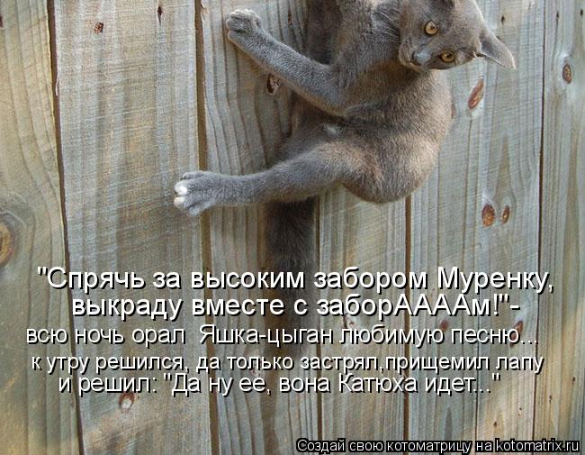 "Спрячь за высоким забором Муренку, выкраду вместе с заборААААм!"- к утру решился, да только застрял... Котоматрица: "Спрячь за высоким забором Муренку, выкраду вместе с заборААААм!"- к утру решился, да только застрял,прищемил лапу и решил: "Да ну ее, вона Кат