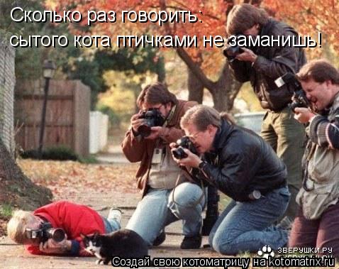 Котоматрица: Сколько раз говорить: сытого кота птичками не заманишь!