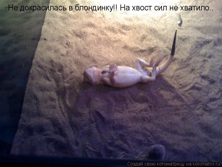 Котоматрица: Не докрасилась в блондинку!! На хвост сил не хватило..
