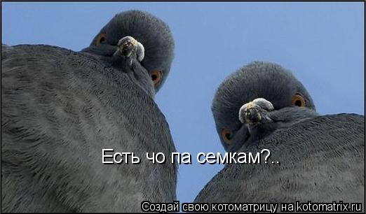 Котоматрица: Есть чо па семкам?..