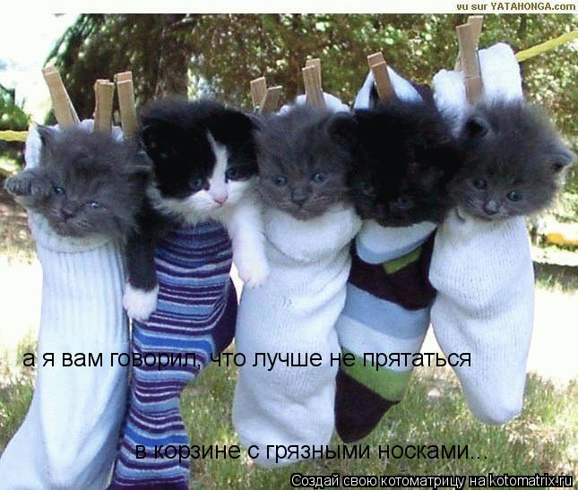 Котоматрица: а я вам говорил, что лучше не прятаться  в корзине с грязными носками...