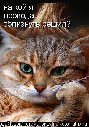 Котоматрица: на кой я  провода облизнуть решил?