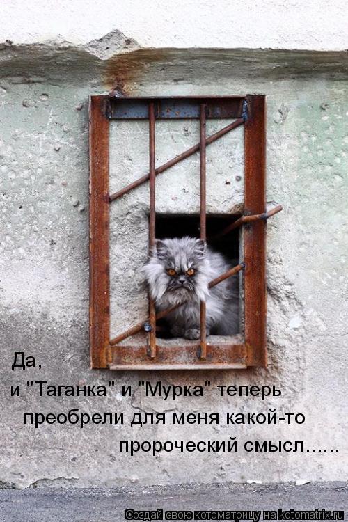 Котоматрица: Да,  и "Таганка" и "Мурка" теперь преобрели для меня какой-то пророческий смысл......