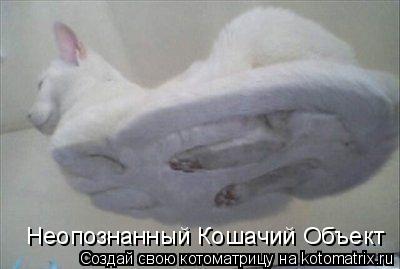 Котоматрица: Неопознанный Кошачий Объект